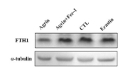 FTH1 Antibody - FIGURE 4 Agrin treatment of pericytes led to increased generation of ROS and ferroptosis.