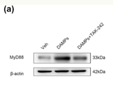 MyD88 Antibody - Figure 5 Polarization of microglia induced by conditioned medium of HT22 cells necroptosis is mediated by TLR4/MyD88 signaling pathway.
