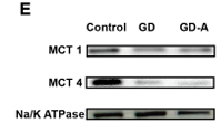 SLC16A4 Antibody - Figure 3.