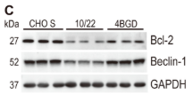 Beclin 1 Antibody - Figure 1.