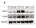 EDG5 Antibody - Figure 5 Systemic Mas1 deficiency inhibits S1P-induced NETs formation.