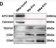 CD81 Antibody - Fig.