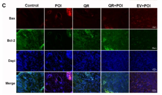 Caspase 3 Antibody - Fig.