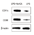 CD86 Antibody - Fig.