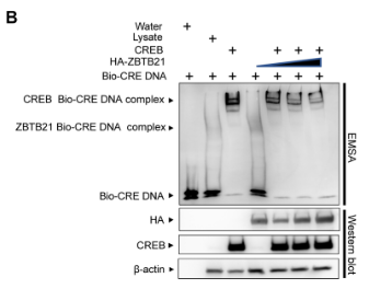 beta-Actin Antibody - Fig.