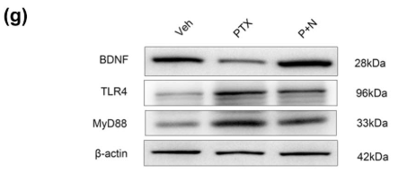 TLR4 Antibody - Figure 3 Necroptosis of hippocampal neurons leads to decreased BDNF release from microglia and activation of TLR4/MyD88 signaling pathway.