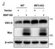 c-Myc Antibody - Fig 5.