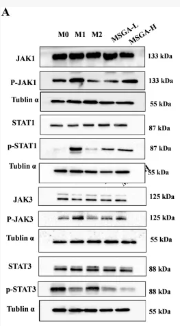 Phospho-JAK3 (Tyr981) Antibody - FIGURE 5 MSGA regulates JAK-STAT signaling pathway to polarize macrophages into M1 phenotype.