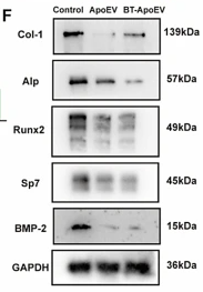 Alkaline Phosphatase Antibody - Fig.