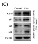 CDKN2A/p16INK4a Antibody - FIGURE 2 Elevated CD47 expression levels in photoaged fibroblasts.