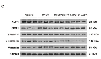 SirT1 Antibody - Fig.
