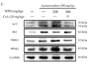 PINK1 Antibody - Figure 5.