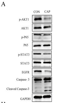 Phospho-STAT3 (Ser727) Antibody - Fig.
