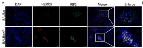 Phospho-IRF3 (Ser396) Antibody - Fig.