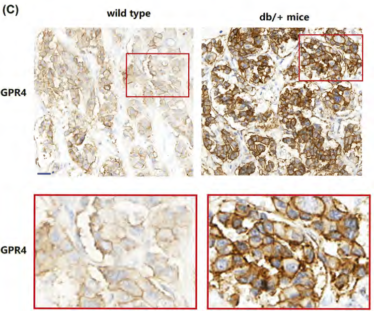 GPR4 Antibody - Figure 1.