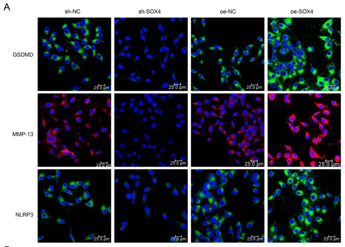 GSDMD Antibody - Fig.