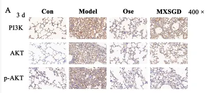 Phospho-pan-AKT1/2/3 (Thr308) Antibody - Figure 9 Expression of PI3K/AKT pathway-related proteins in lung tissues of mice across experimental groups.