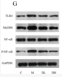 TLR4 Antibody - FIGURE 7 The total flavonoids of Dracocephalum moldavica L.