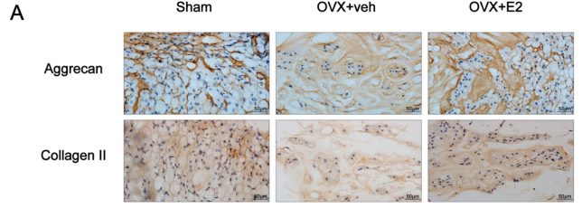 Collagen II Antibody - FIGURE 2.