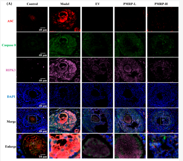 Caspase 8 Antibody - Figure 6.