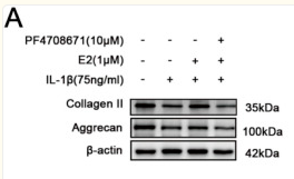 Collagen II Antibody - FIGURE 5.