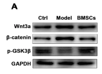 WNT3A Antibody - Fig.
