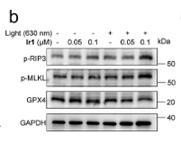 Phospho-MLKL (Ser358) Antibody - Figure 3 Ir1-mediated PDT induces ferroptosis and necroptosis to initiate ICD in MDA-MB-231 cells.