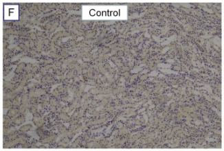 Fibronectin Antibody - Fig.