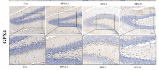 GPC3 Antibody - Fig.