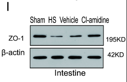 ZO 1 Antibody - Fig 3.