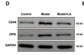 CD44 Antibody - Fig.
