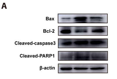 Bcl-2 Antibody - Fig.