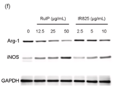 iNOS Antibody - Fig.