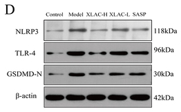 GSDMD N-Terminal Antibody(Mouse specific) - Figure 6 In Vivo Animal Experimental Validation.