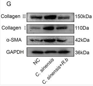 GAPDH Antibody - Figure 2 R.