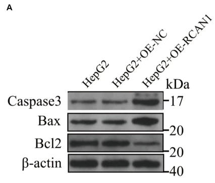 beta-Actin Antibody - Fig.
