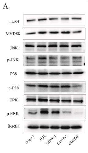 Phospho-JNK1/2/3 (Thr183+Tyr185) Antibody - Fig.