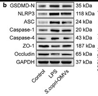 Cleaved-Caspase 1 (Asp296), p20 Antibody - Fig.