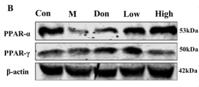 PPAR  alpha Antibody - Fig.