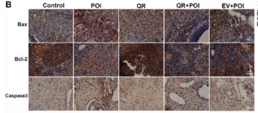 Bcl-2 Antibody - Fig.