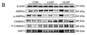 beta-Actin Antibody - Fig.