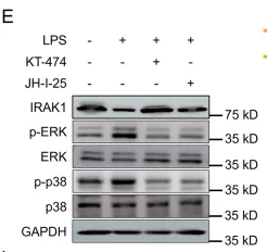 Phospho-p38 MAPK (Thr180/Tyr182) Antibody - FIGURE 1 IRAK4 is overexpressed in ALI mice model.