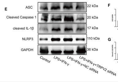Cleaved-IL-1 beta (Asp116) Antibody - Figure 7.