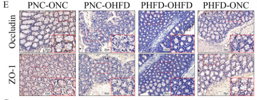 Occludin Antibody - Fig.