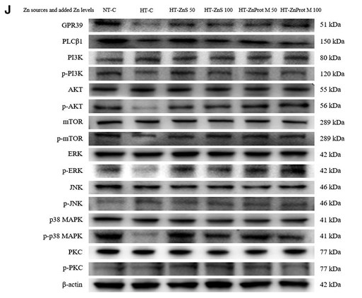 Phospho-PKC-pan (Thr497) Antibody - Figure 6.