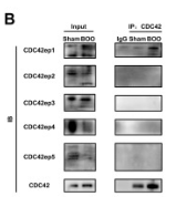 BORG1 Antibody - Figure S5 Cdc42 interacted with Cdc42ep1 in both BOO mice and TGF-β-treated HUC.