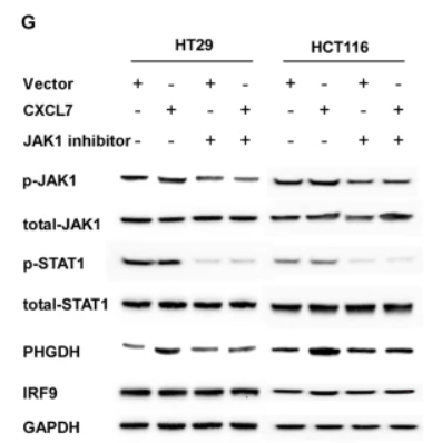 Phospho-STAT1 (Tyr701) Antibody - Fig.