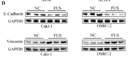 E-cadherin Antibody - Fig.