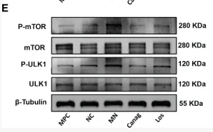 mTOR Antibody - Figure 5 Canagliflozin ameliorates podocyte autophagy inhibiteded by B lymphocytes of MN rats.