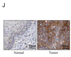 Transferrin Receptor Antibody - Figure 1.